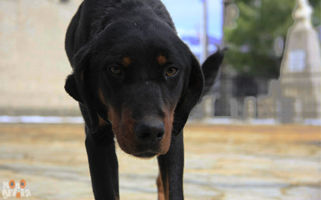 Λάρισα: Αδέσποτο σκυλί δάγκωσε ηλικιωμένη στα Μεσάγκαλα και δεν είχαν αντιτετανικό ορό στο Αγροτικό Ιατρείο