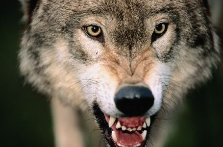 Συγκλονιστική εικόνα μετά από επιδρομή αγέλης λύκων σε κοπάδι