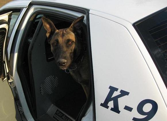 &#8230;«Απολύσεις» αστυνομικών σκύλων