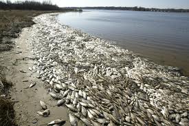 Συναγερμός από νεκρά ψάρια σε λίμνη της Αϊτή