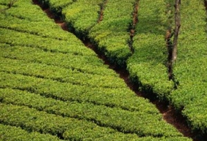 Η αλλαγή του κλίματος πλήττει το ινδικό τσάι