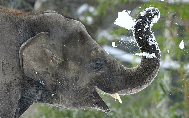 Ελέφαντας παίζει χιονοπόλεμο