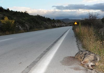 Θύμα τροχαίου μία θηλυκή λύκαινα