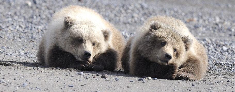 Αχώριστα αρκουδάκια παίζουν στο πάρκο της Αλάσκα