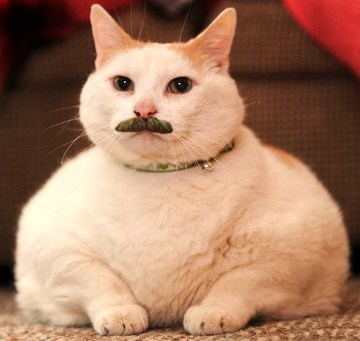 Γιατί οι γάτες έχουν άσπρα μουστάκια;