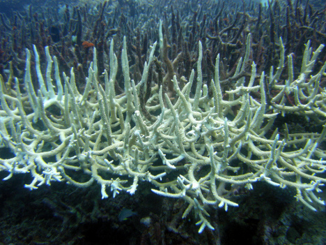 Τα κοράλλια «δείχνουν» τις κλιματικές αλλαγές