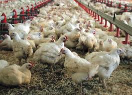 Χιλιάδες κοτόπουλα πέθαναν από τον καύσωνα στην Αυστρία