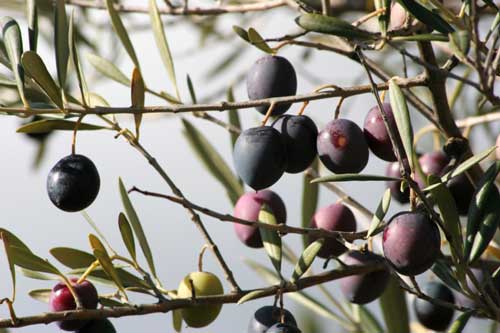 Οι μαθητές γνωρίζουν τα οφέλη της ελιάς