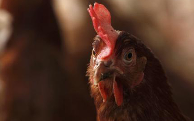 Κότες ποδοπατήθηκαν μέχρι θανάτου στο καρναβάλι Τυρνάβου