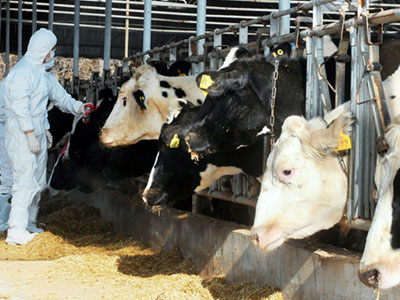 Υπό επιτήρηση η φάρμα με τις «τρελές αγελάδες»