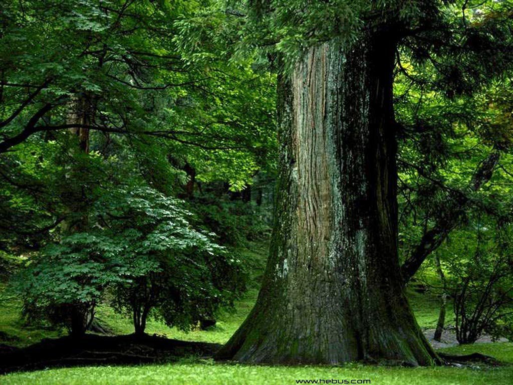 Σχέδιο για την προστασία των δασών