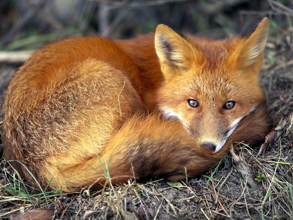 Σκότωσαν αλεπού-γίγαντα στη Βρετανία