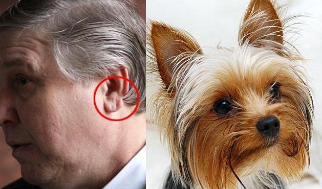 Σκύλος έκλεψε&#8230;το αυτί του αφεντικού του!