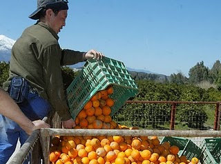 Δραματική μείωση της παραγωγής πορτοκαλιών