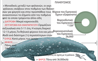 Υπό εξαφάνιση οι γκρίζες φάλαινες στον Ειρηνικό ωκεανό