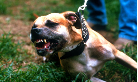 Δολοφονικές επιθέσεις σε σκυλάκια από πιτ μπουλ