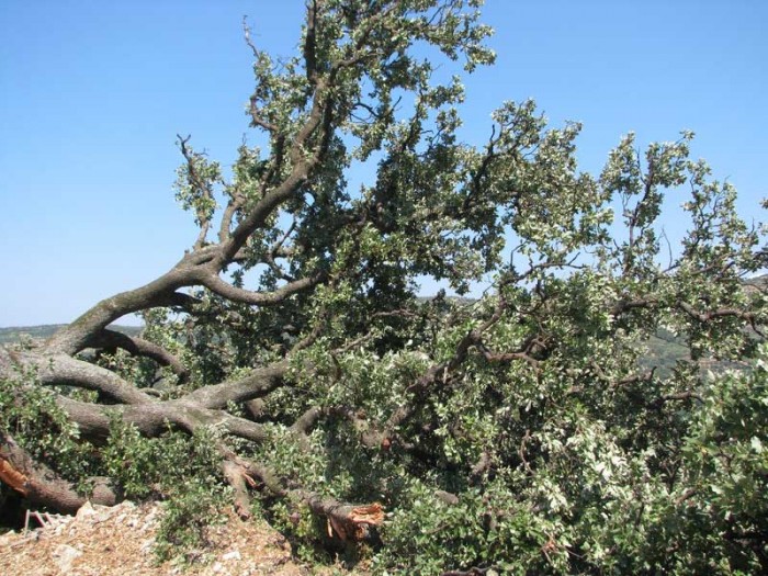 Η «σφαγή» της βελανιδιάς!