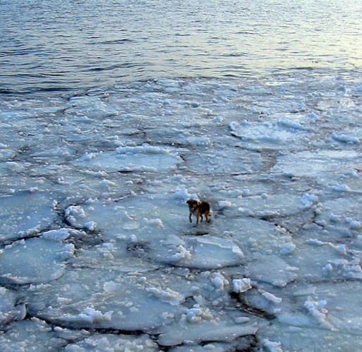 Σκύλος σώθηκε από τους πάγους