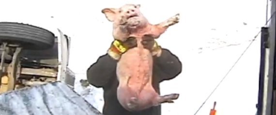 Τα γουρούνια το έσκασαν… στην εθνική