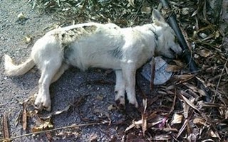 Μαρτυρικός θάνατος σκυλιών από φόλες