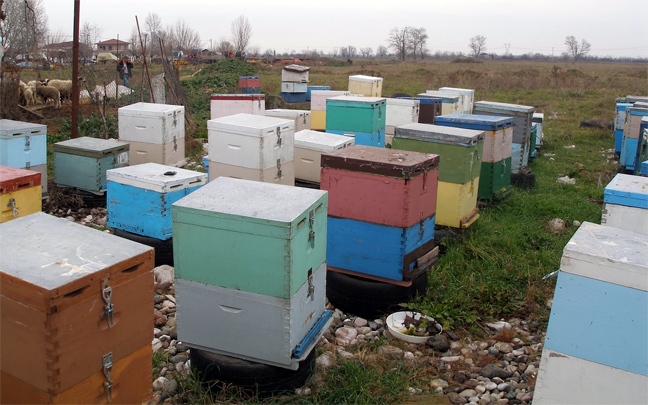 Συνελήφθη γιατί δηλητηρίασε 40 κυψέλες μελισσών