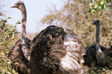 Στρουθοκάμηλος επιτέθηκε σε γυναίκες στη Λέσβο