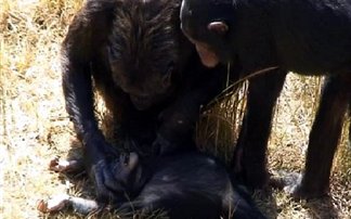 Χιμπατζήδες τραυμάτισαν σοβαρά Αμερικανό ζωολόγο
