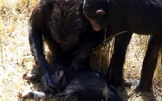 Χιμπατζήδες τραυμάτισαν σοβαρά Αμερικανό ζωολόγο