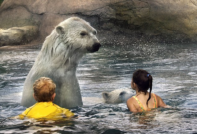 Κολύμπι σε απόσταση αναπνοής με τις αρκούδες