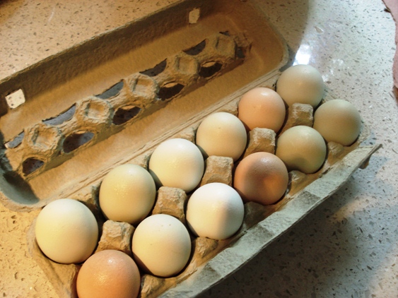 Λιγότερη χοληστερόλη έχουν τα αυγά σήμερα