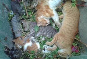 Δηλητηρίασαν γάτες σε γειτονιά της Κοζάνης