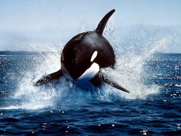 Η Ρωσία απελευθερώνει 10 φάλαινες- δολοφόνους αλλά όχι στο φυσικό τους χώρο