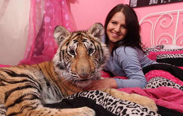 Ένας τίγρης στο κρεβάτι της