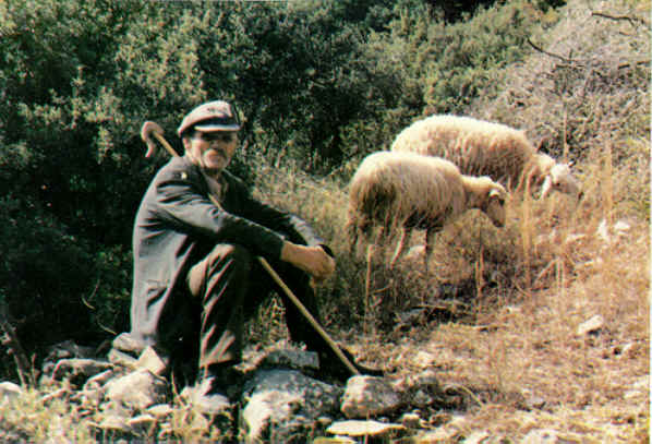 «Τράκαραν» πρόβατο, βοσκός και&#8230; τρένο