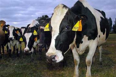 Δεν ανησυχεί ιδιαίτερα η ΕΕαπό τις τρελές αγελάδες