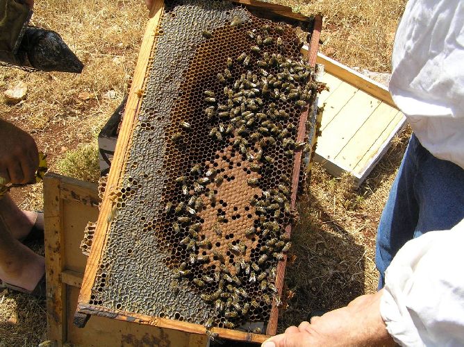 Αυτός ο ληστής ήταν τρελός για… μέλι