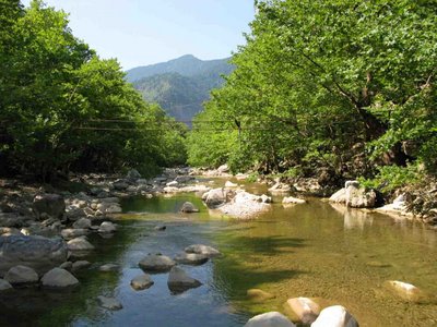 Μακάβριο εύρημα σε δάσος στο Άγιο Όρος