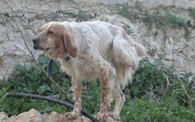 Απάνθρωποι έκοψαν το πόδι κυνηγόσκυλου