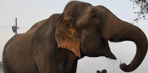 Ανθρωποφάγος ελέφαντας σκότωσε 17 άτομα