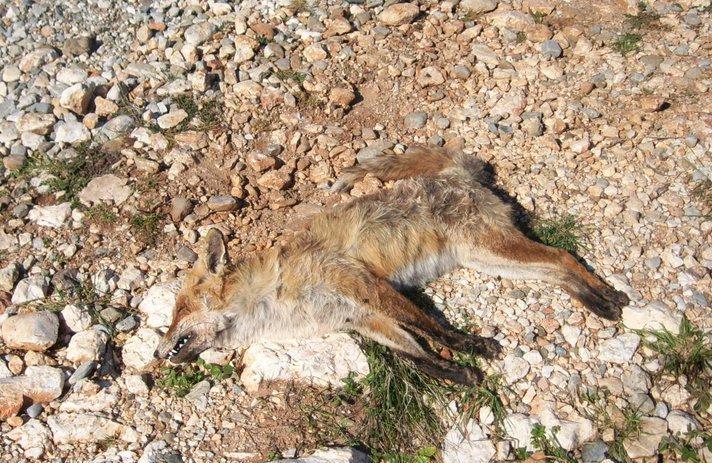 Κακοποιήσεις ζώων στην νότια Εύβοια
