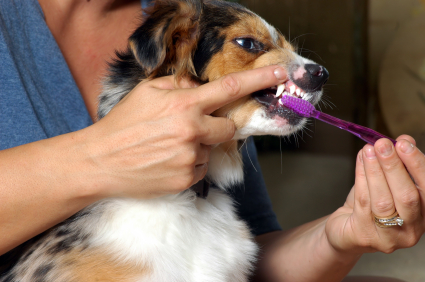 Φροντίστε τα δόντια του σκύλου σας