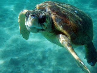 Πιάστηκε στο αγκίστρι νεαρή Caretta caretta