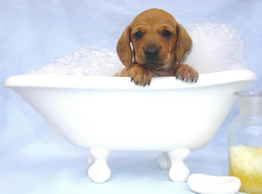 Κάντε μπάνιο το σκύλο σας σωστά και διασκεδαστικά!