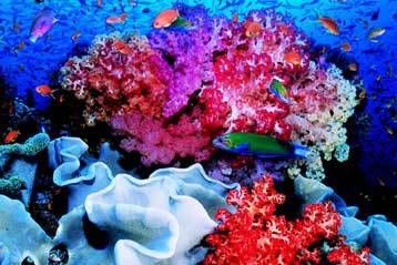 Θα εξαφανιστούν ως το 2050 οι κοραλλιογενείς ύφαλοι