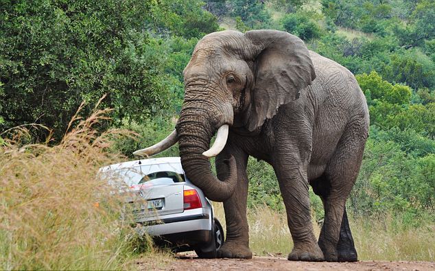 Παρολίγον ατύχημα με άγριο ελέφαντα!