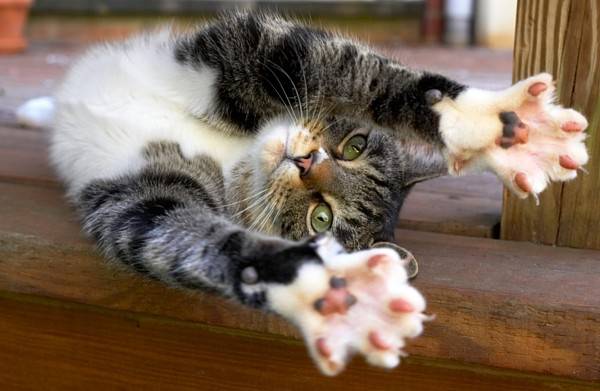 Μάθετε τη γάτα σας να ξύνει τα νύχια της όπου πρέπει