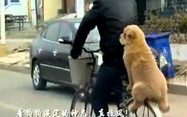 Βόλτα το σκύλο με το ποδήλατο