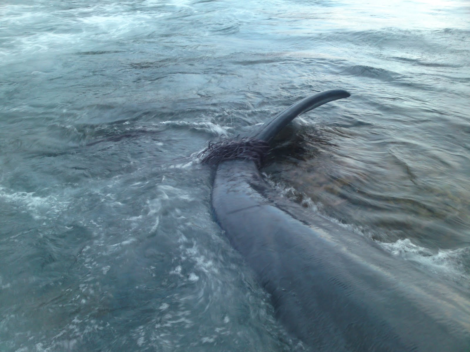 Ακόμα μία νεκρή φάλαινα στις ακτές των Χανίων