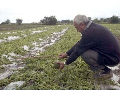 Παγετός «φονιάς» για καλλιέργειες