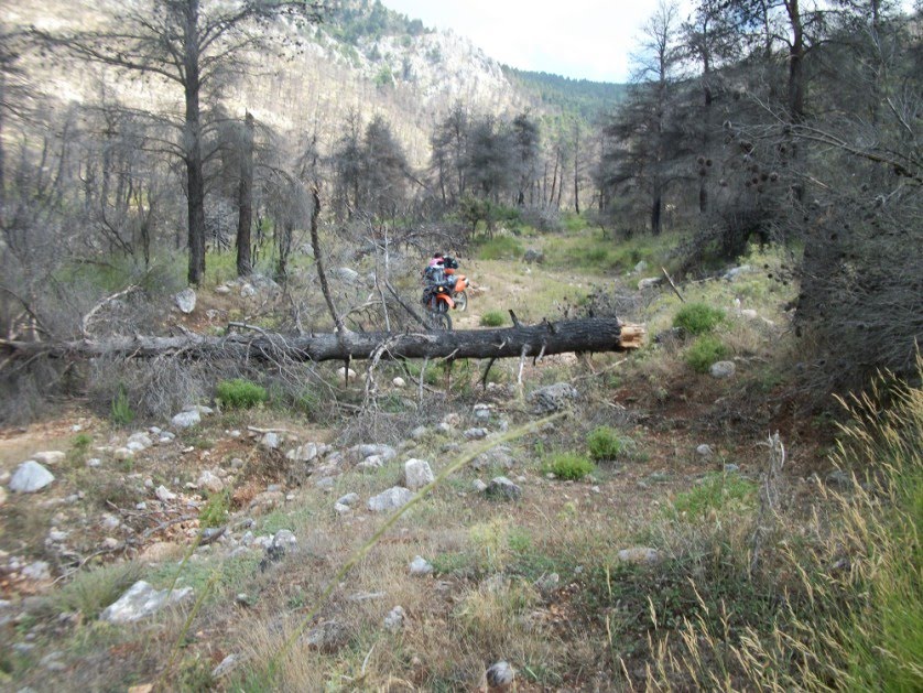 Δέντρο καταπλάκωσε έναν 58χρονο